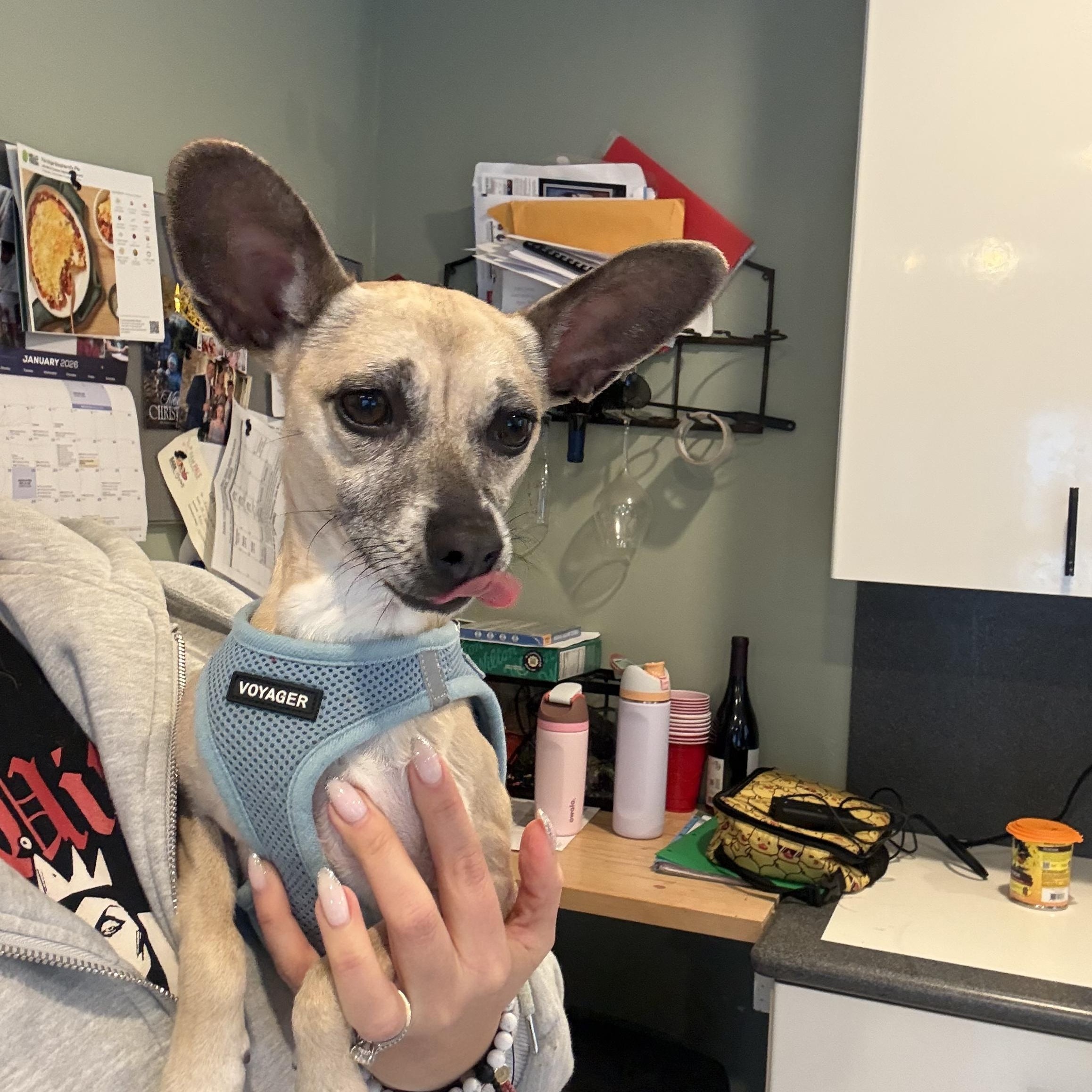 Enlarge Diva, an adopted mixed breed in Nanuet, NY image 1/6