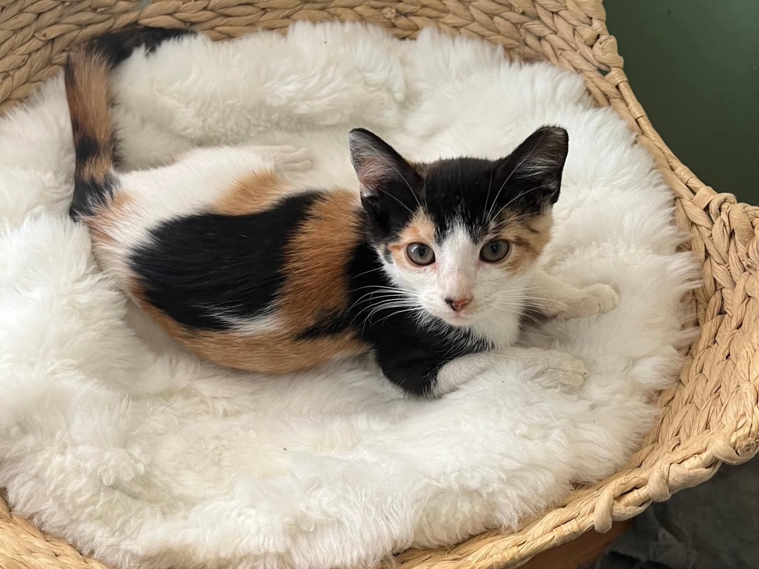 Wigg ~ Foster or Adopter needed, Adoptable, Kitten Female Domestic Medium Hair.