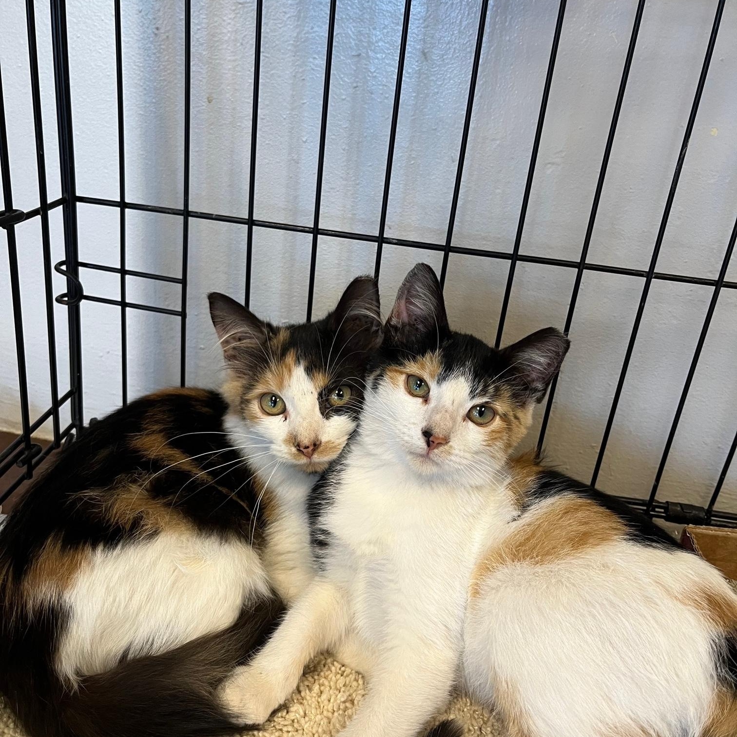 Enlarge Wigg & Essie, bonded pair, a Adoptable Domestic Medium Hair in Avon Park, FL image 1/6