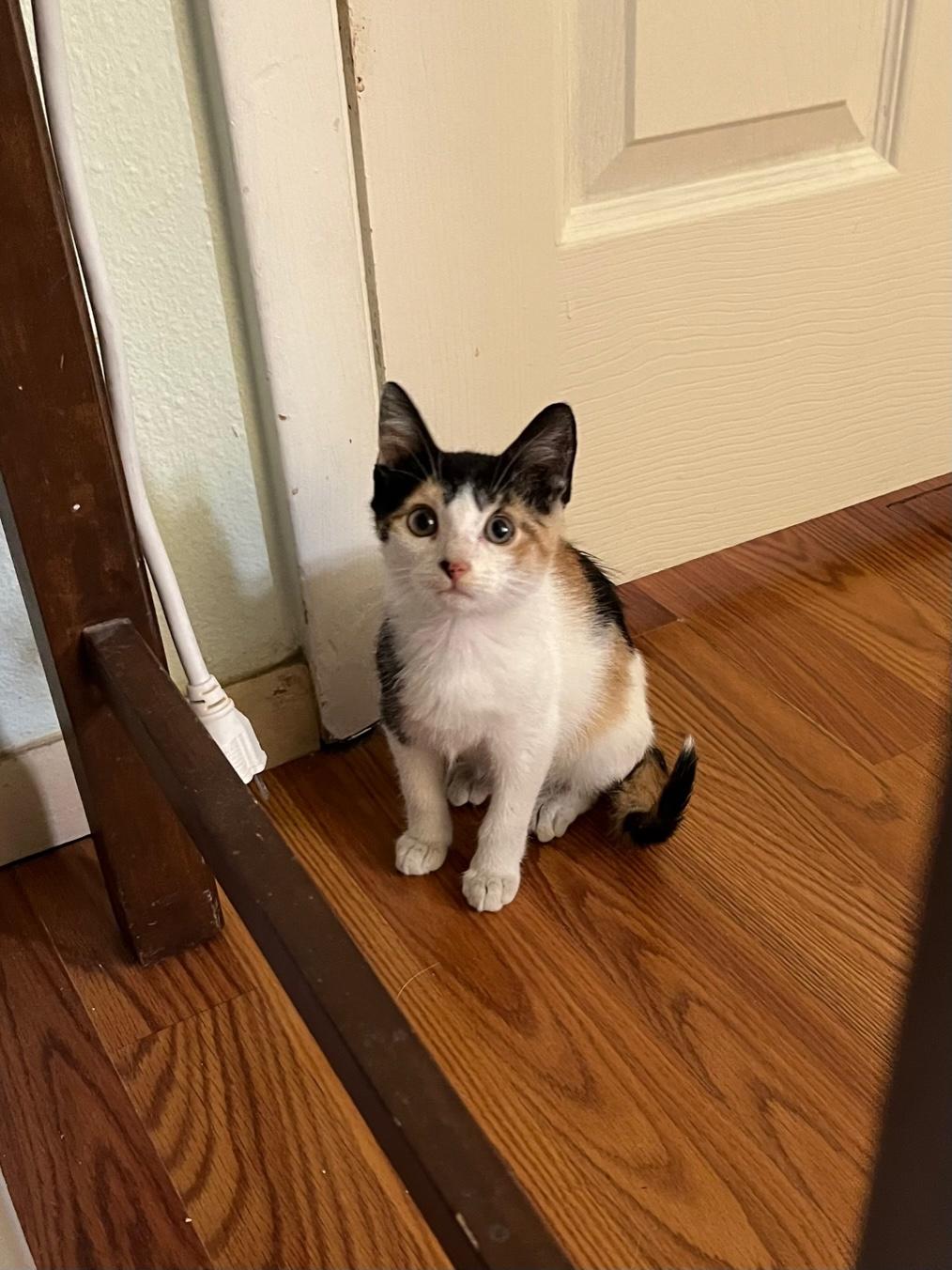 Wigg ~ Foster or Adopter needed, a Adoptable Domestic Medium Hair in Avon Park, FL image 3/6