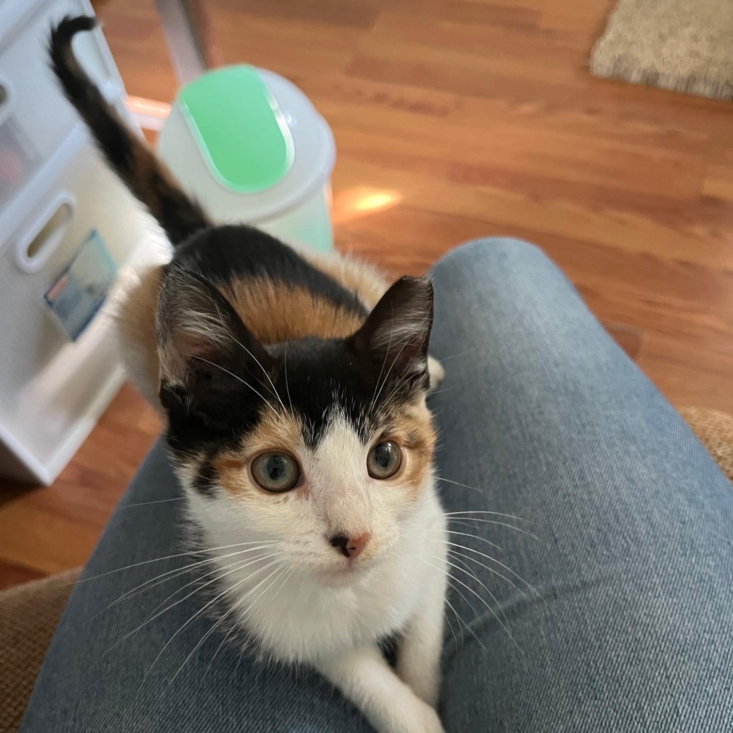 Wigg ~ Foster or Adopter needed, a Adoptable Domestic Medium Hair in Avon Park, FL image 5/6