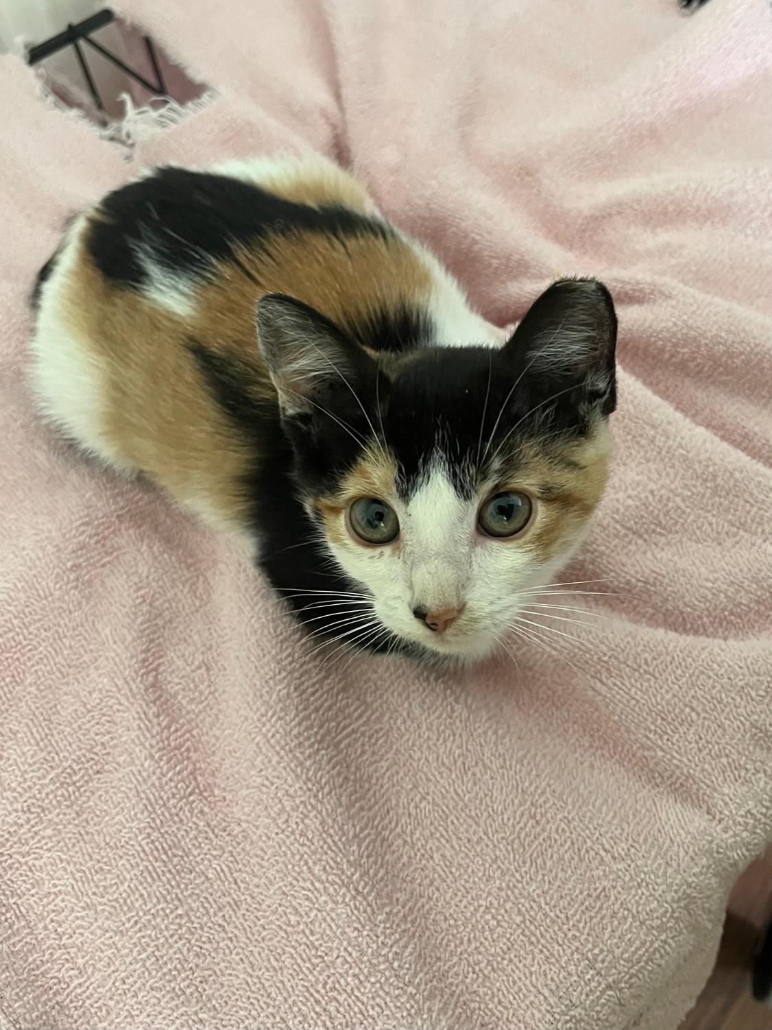 Wigg ~ Foster or Adopter needed, a Adoptable Domestic Medium Hair in Avon Park, FL image 6/6