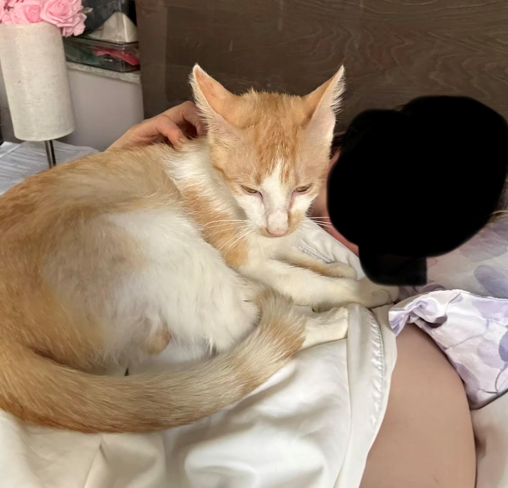 Enlarge Bonnie, a ADOPTABLE Domestic Short Hair in New York, NY image 3/3