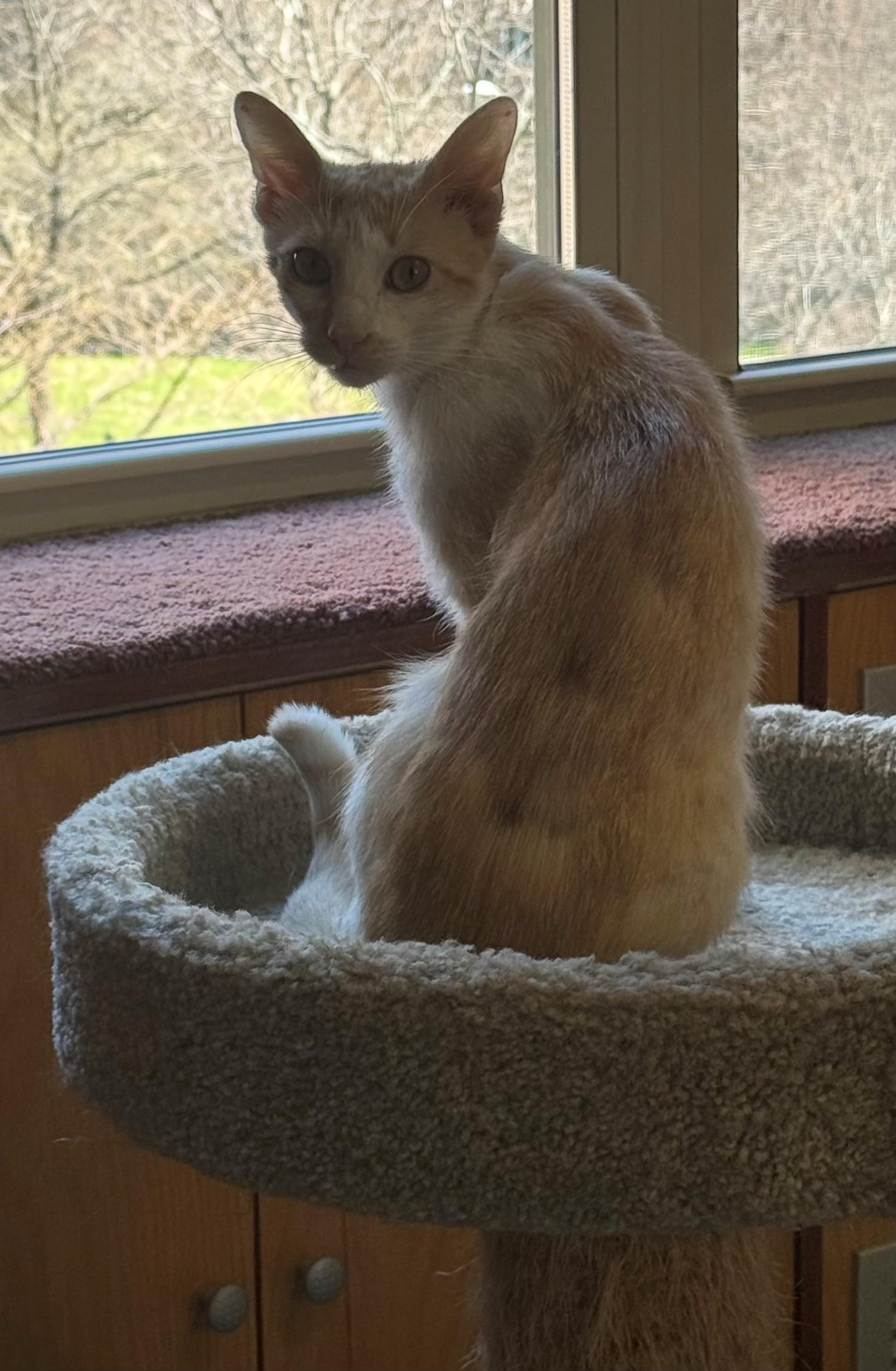 Enlarge Bonnie, a ADOPTABLE Domestic Short Hair in New York, NY image 1/3