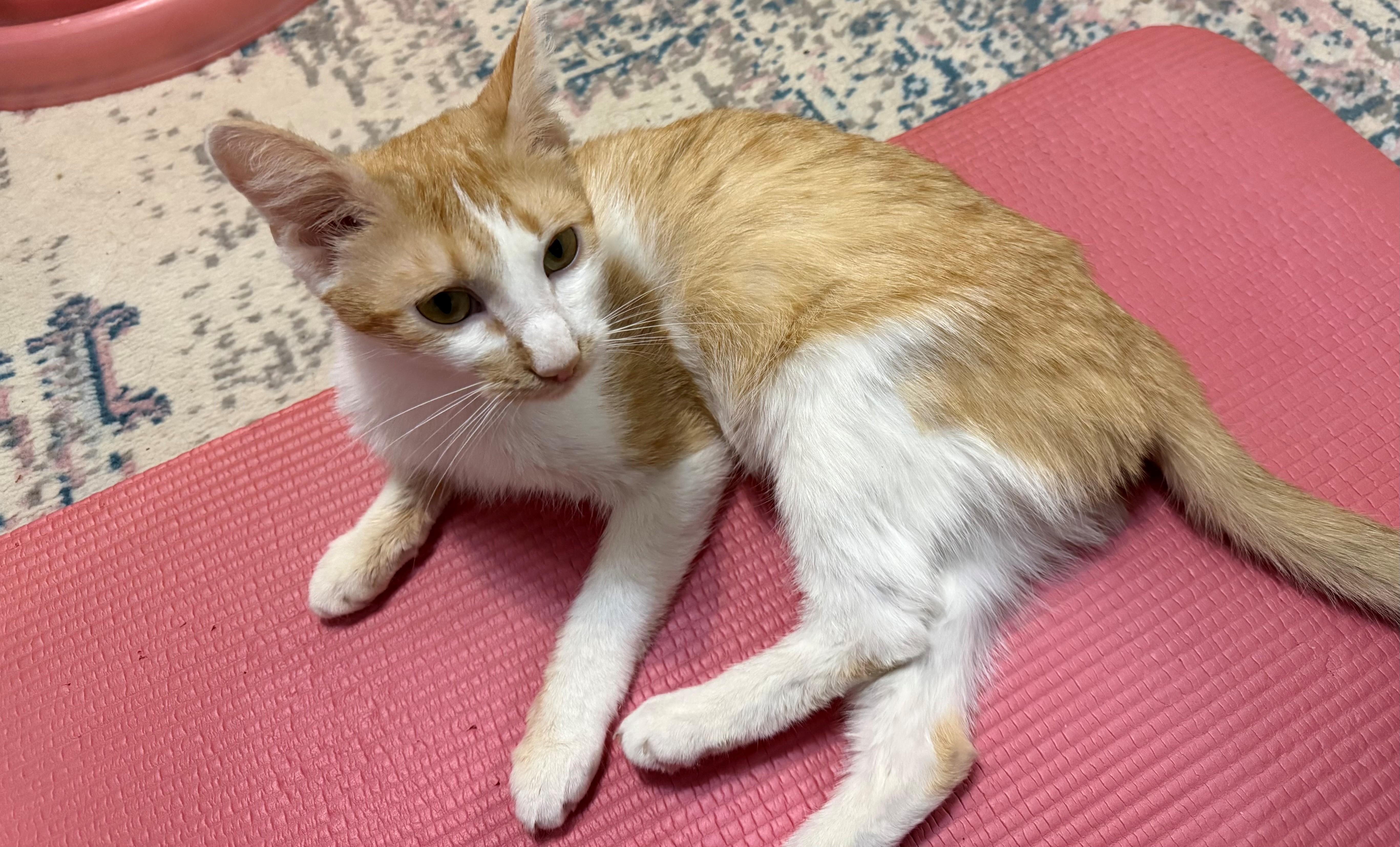 Enlarge Bonnie, a ADOPTABLE Domestic Short Hair in New York, NY image 2/3