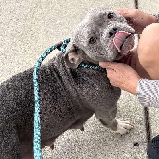 Kali, Adoptable, Adult Female English Bulldog & Mixed Breed.