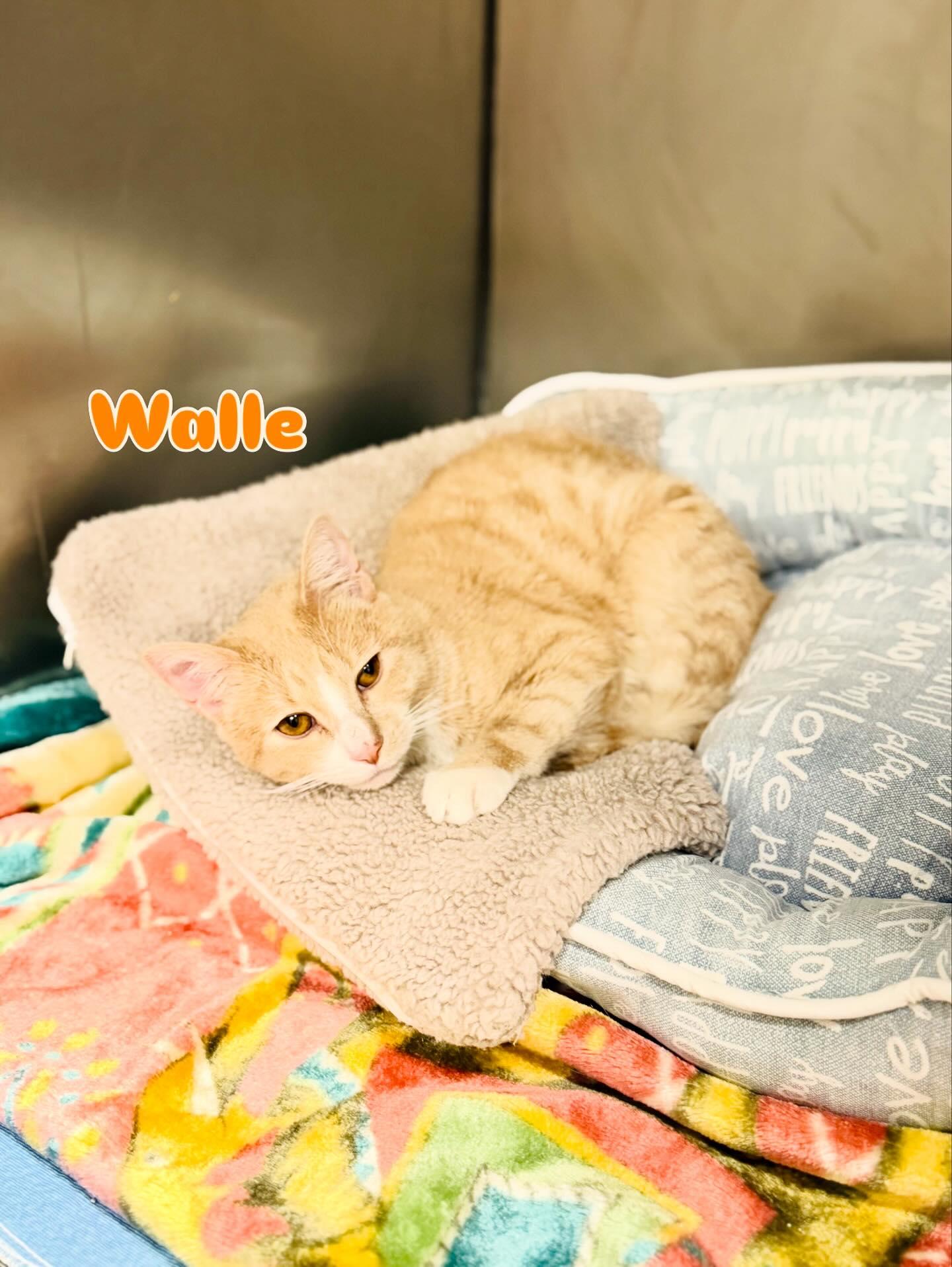 Enlarge Walle, a ADOPTABLE Domestic Short Hair in Rock Hill, NY image 1/1