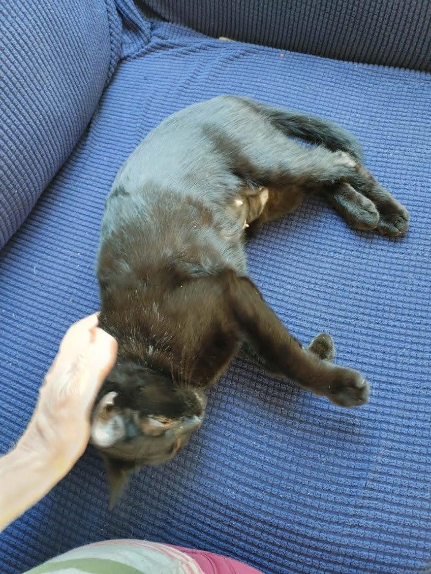 Enlarge Lumi, a Adoptable Domestic Short Hair in KNOXVILLE, MD image 5/5