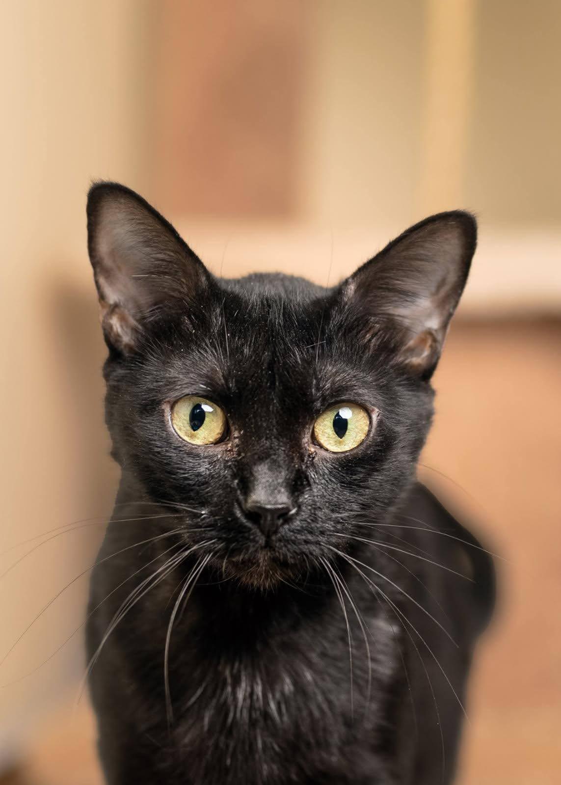 Enlarge Lumi, a Adoptable Domestic Short Hair in KNOXVILLE, MD image 1/5
