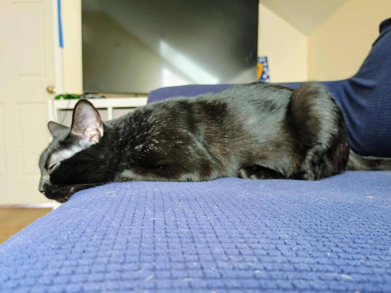 Enlarge Lumi, a Adoptable Domestic Short Hair in KNOXVILLE, MD image 3/5