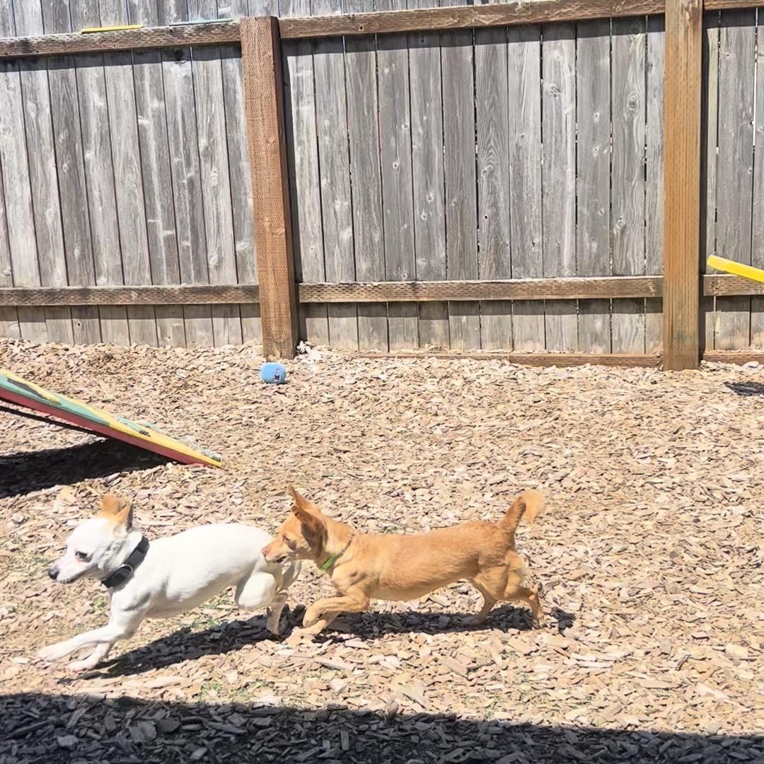 Enlarge Tofu, an adopted Chihuahua in Long Beach, WA image 6/6