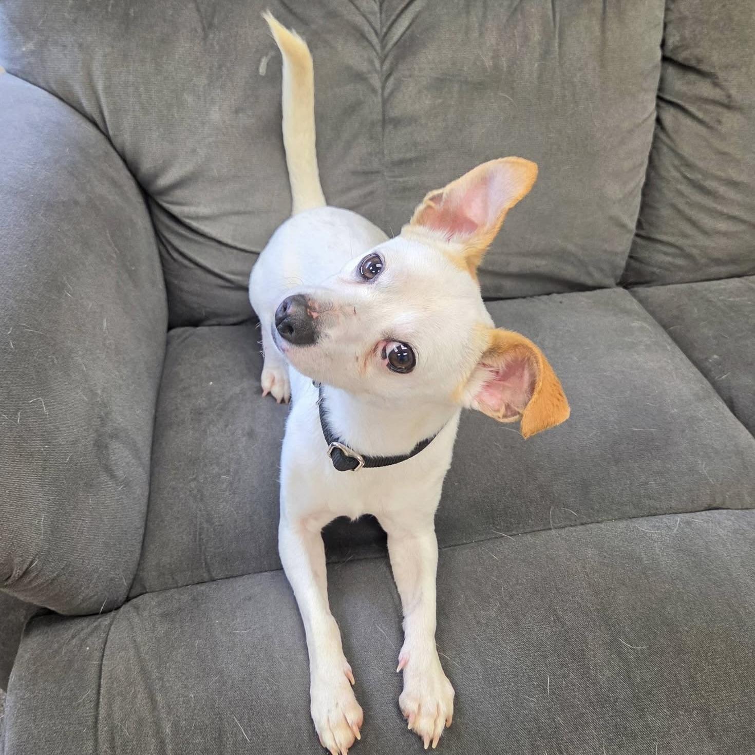 Enlarge Tofu, an adopted Chihuahua in Long Beach, WA image 4/6