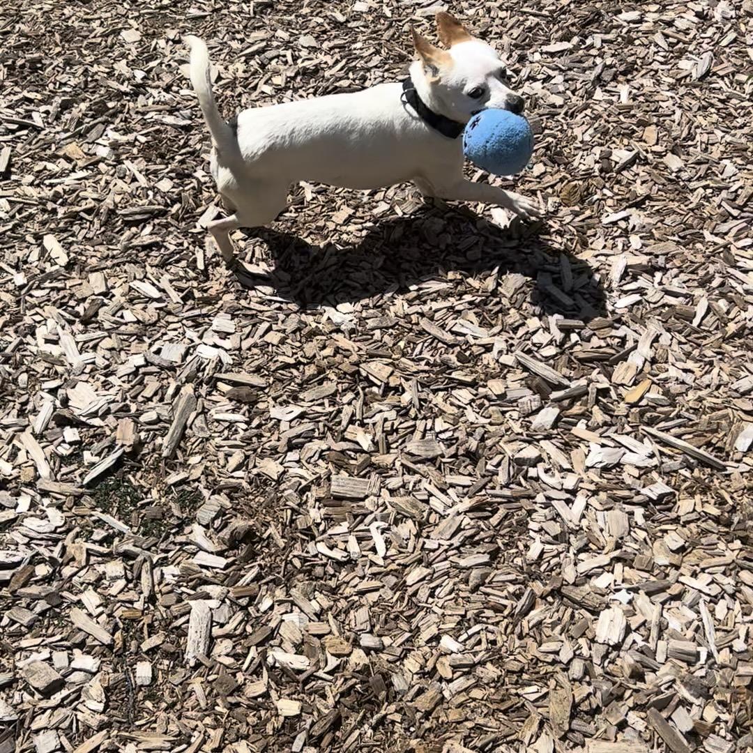 Enlarge Tofu, an adopted Chihuahua in Long Beach, WA image 5/6