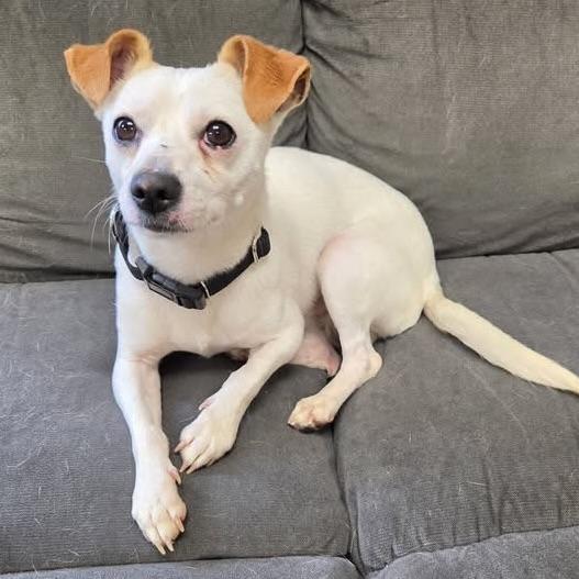Enlarge Tofu, an adopted Chihuahua in Long Beach, WA image 3/6