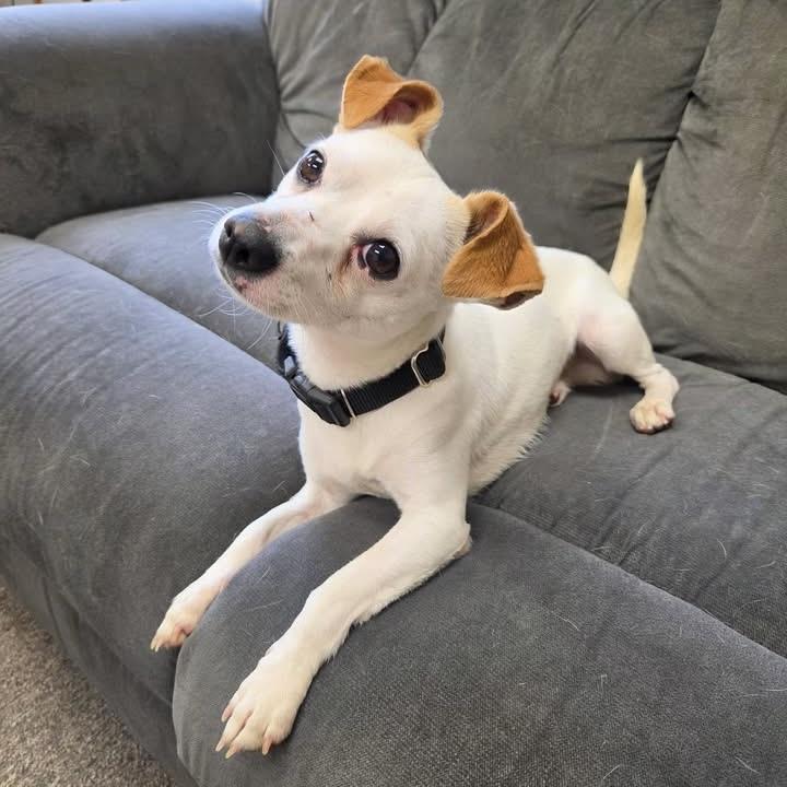 Enlarge Tofu, an adopted Chihuahua in Long Beach, WA image 2/6