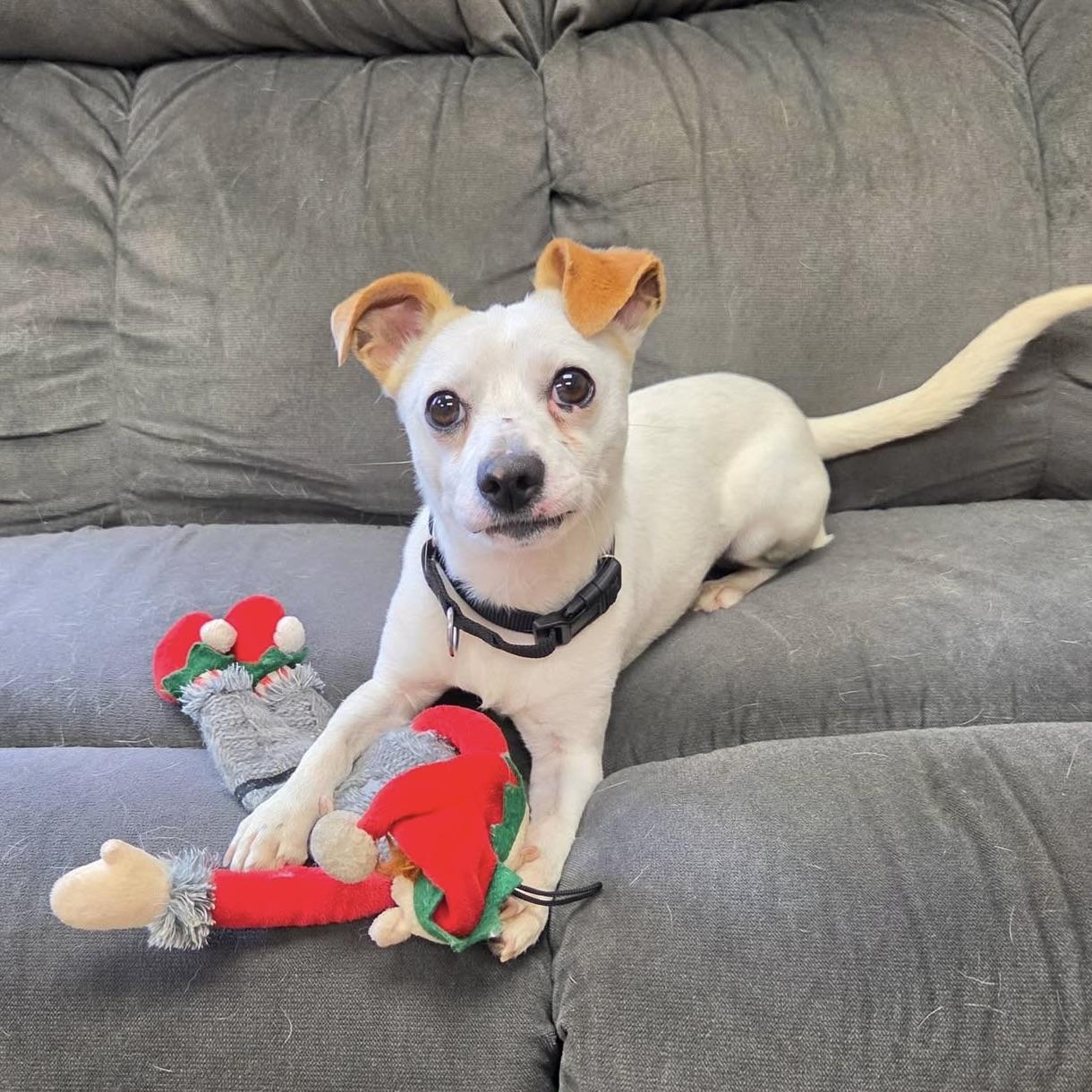 Enlarge Tofu, an adopted Chihuahua in Long Beach, WA image 1/6