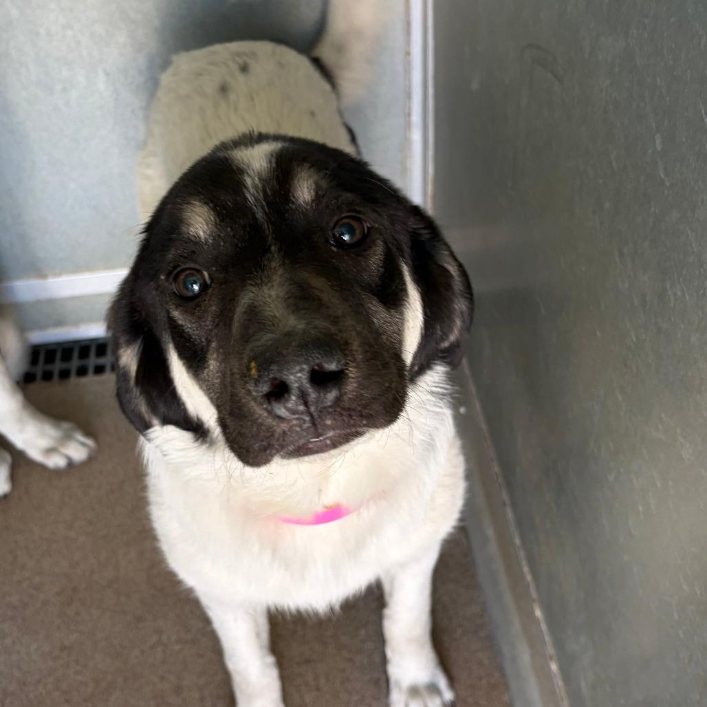 Lucy, Adoptable, Young Female Great Pyrenees & Mixed Breed.