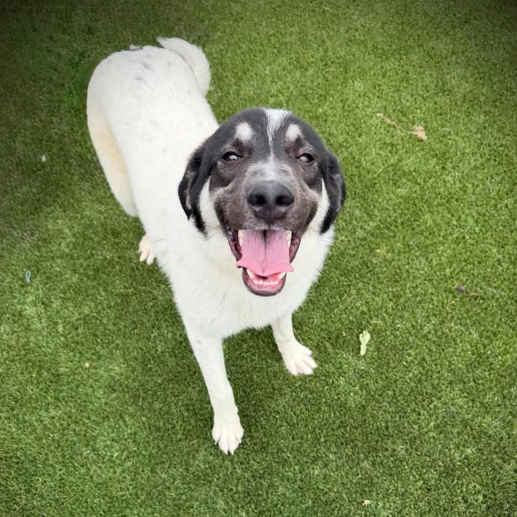 Lucy, a Adoptable mixed breed in Ardmore, OK image 2/2