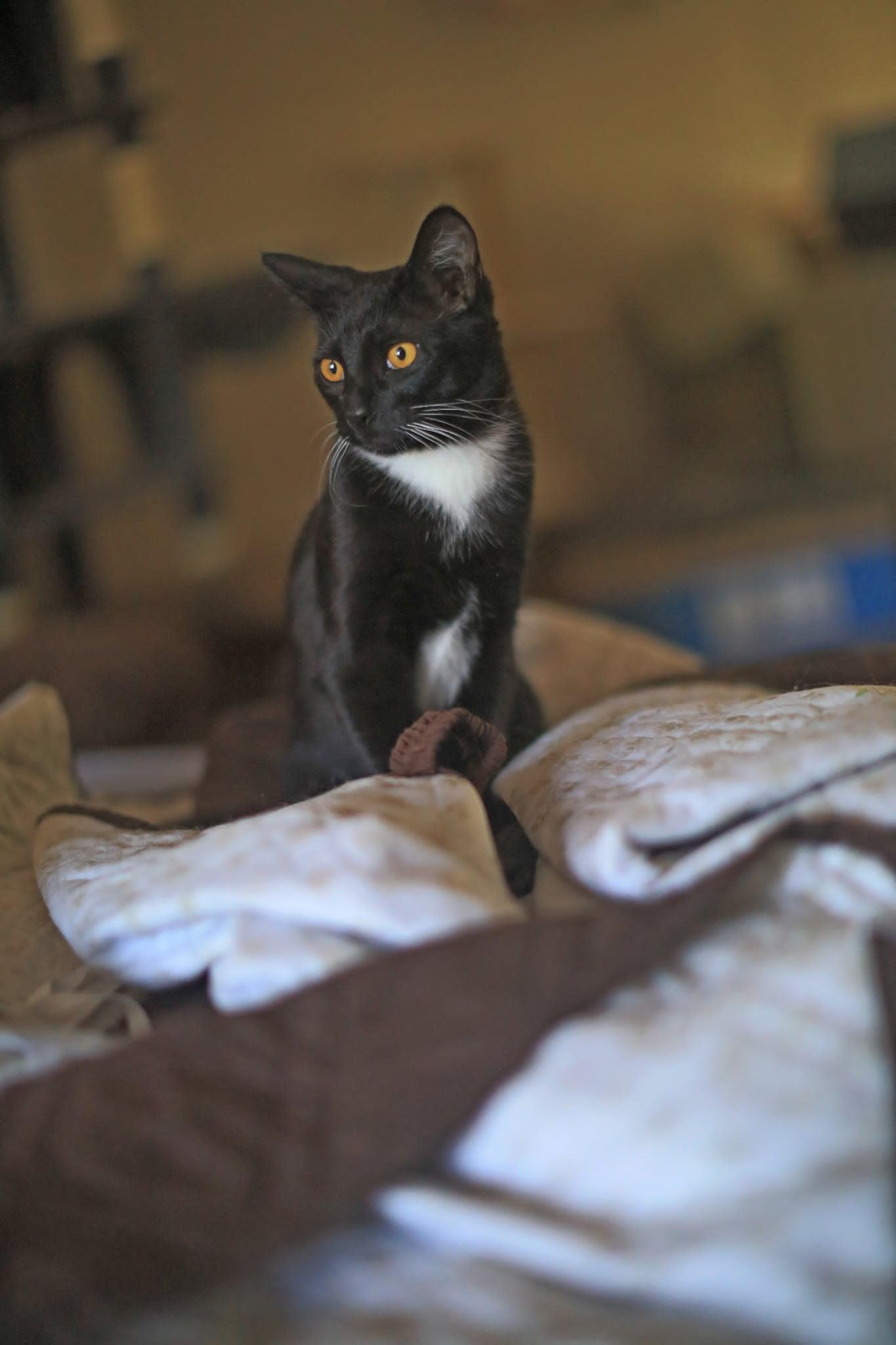 Enlarge Spinel, an adoptable Tuxedo in Pasco, WA image 3/6