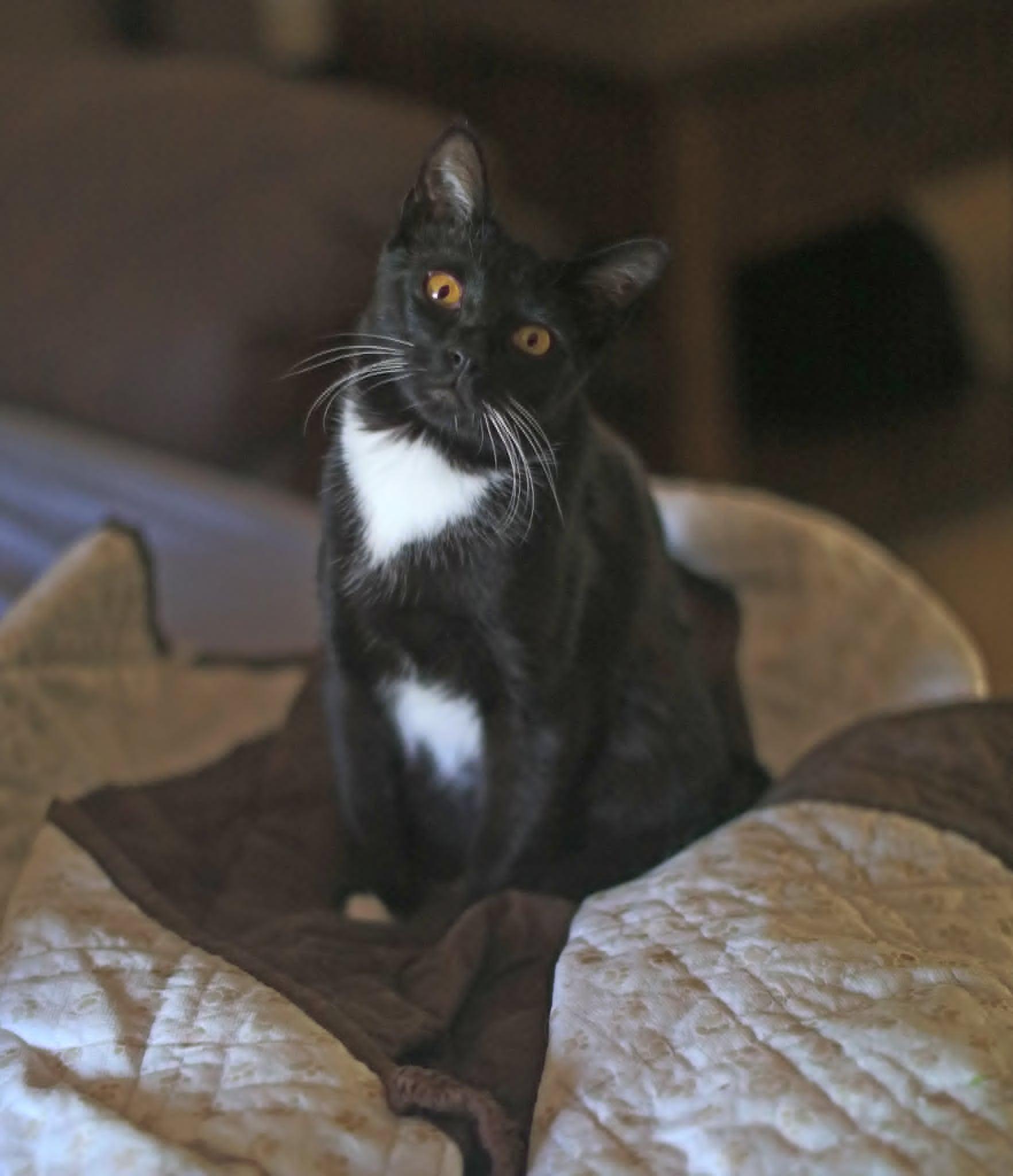 Enlarge Spinel, an adoptable Tuxedo in Pasco, WA image 4/6