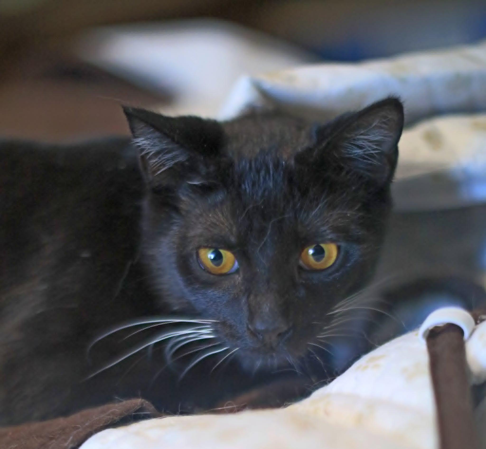 Enlarge Spinel, an adoptable Tuxedo in Pasco, WA image 2/6