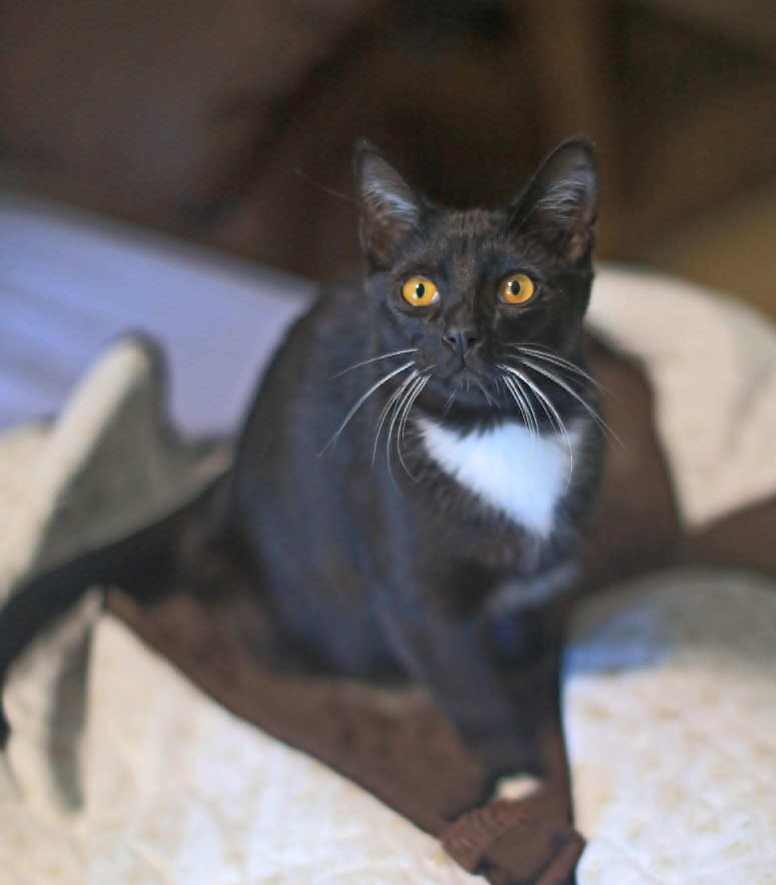 Enlarge Spinel, an adoptable Tuxedo in Pasco, WA image 5/6