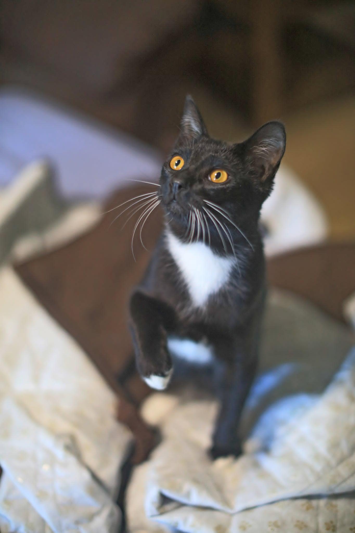 Spinel, adoptable, Young Male Tuxedo.