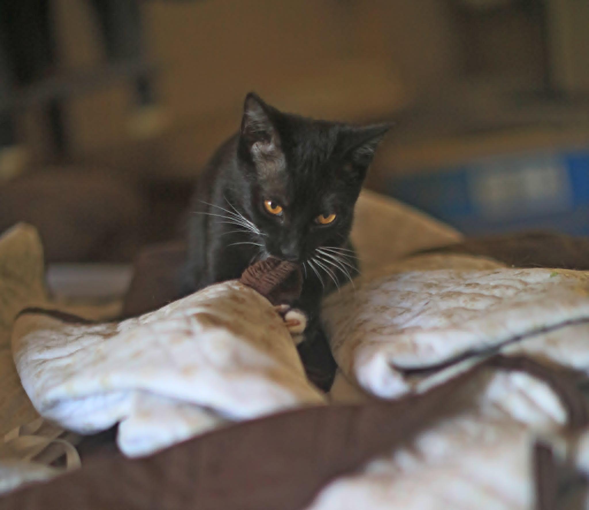 Enlarge Spinel, an adoptable Tuxedo in Pasco, WA image 6/6