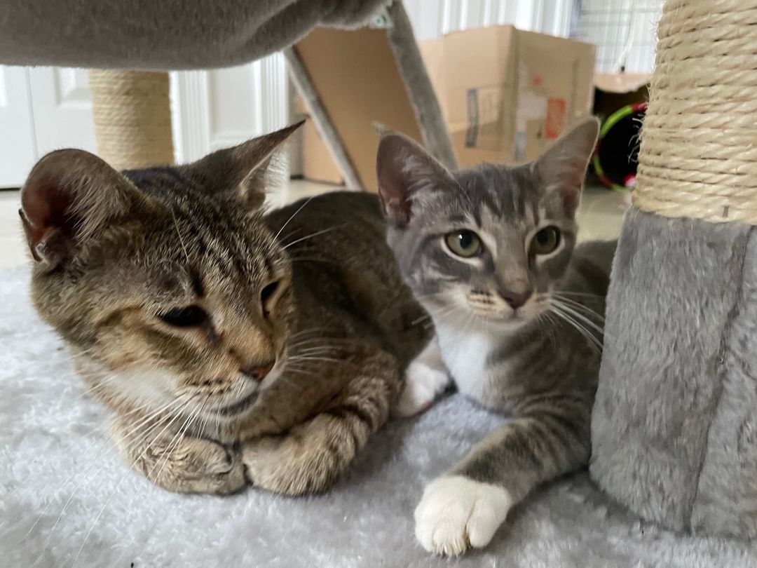 Maggie , a Adoptable American Shorthair in Plantation, FL image 1/8