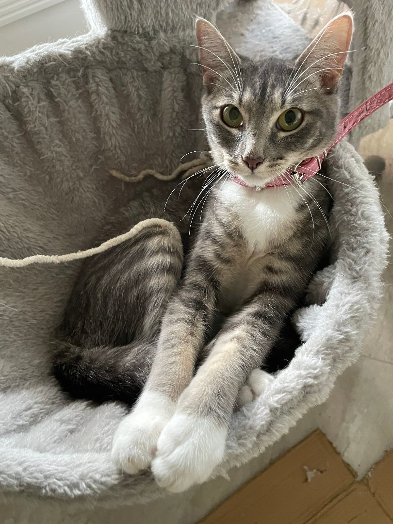 Maggie , a Adoptable American Shorthair in Plantation, FL image 2/8