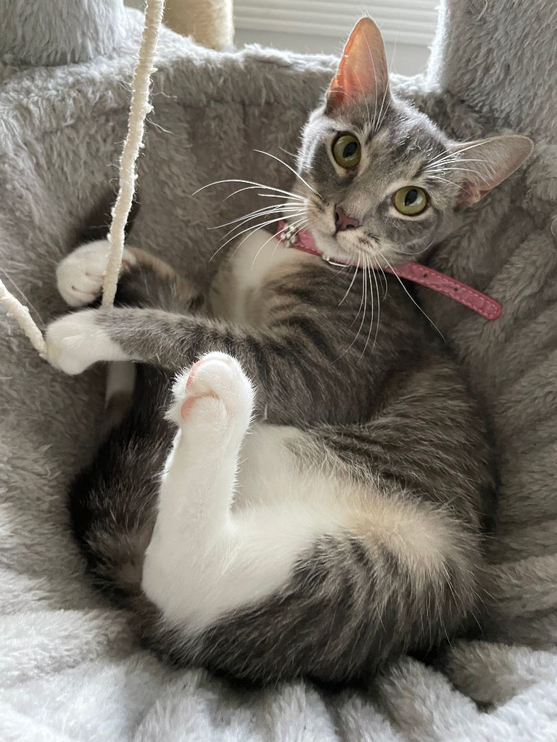 Maggie , a Adoptable American Shorthair in Plantation, FL image 3/8