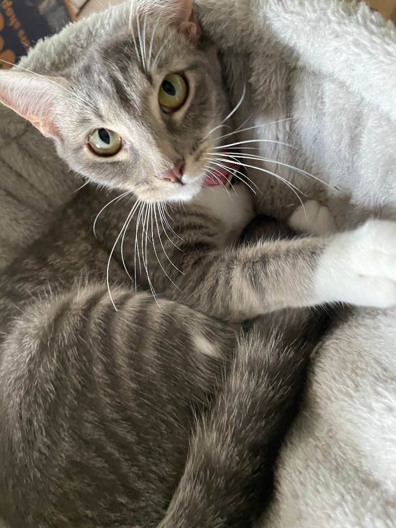 Maggie , a Adoptable American Shorthair in Plantation, FL image 4/8