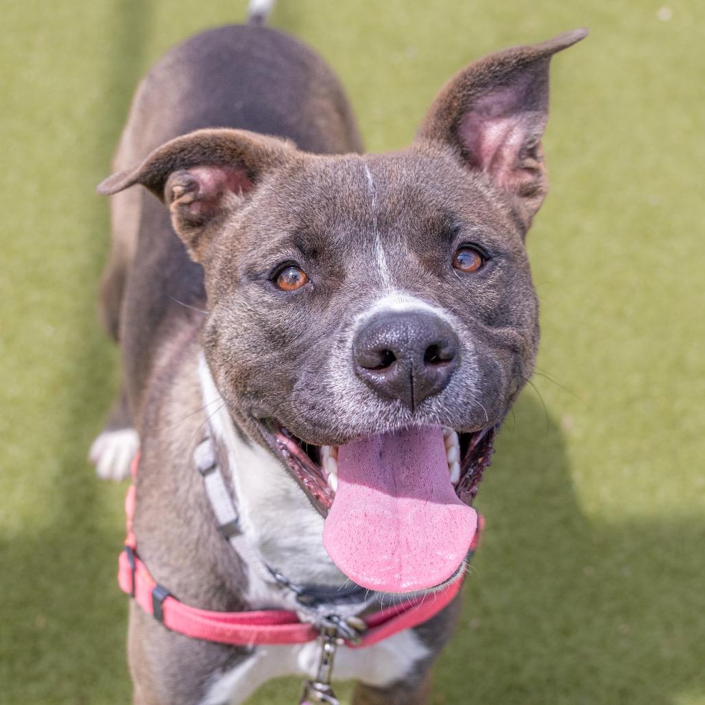 Enlarge Serena, a Adoptable Cattle Dog in Albuquerque, NM image 1/6