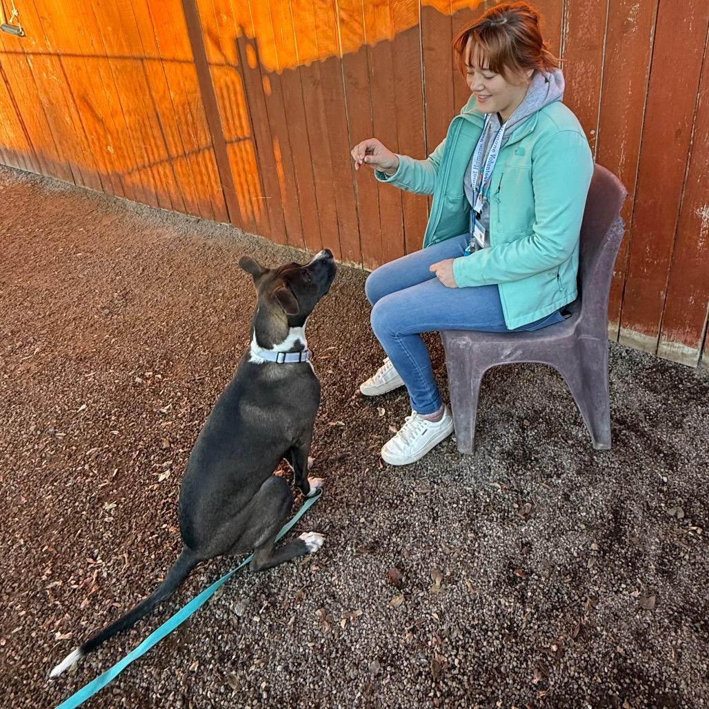 Seren, Adoptable, Young Female Cattle Dog.