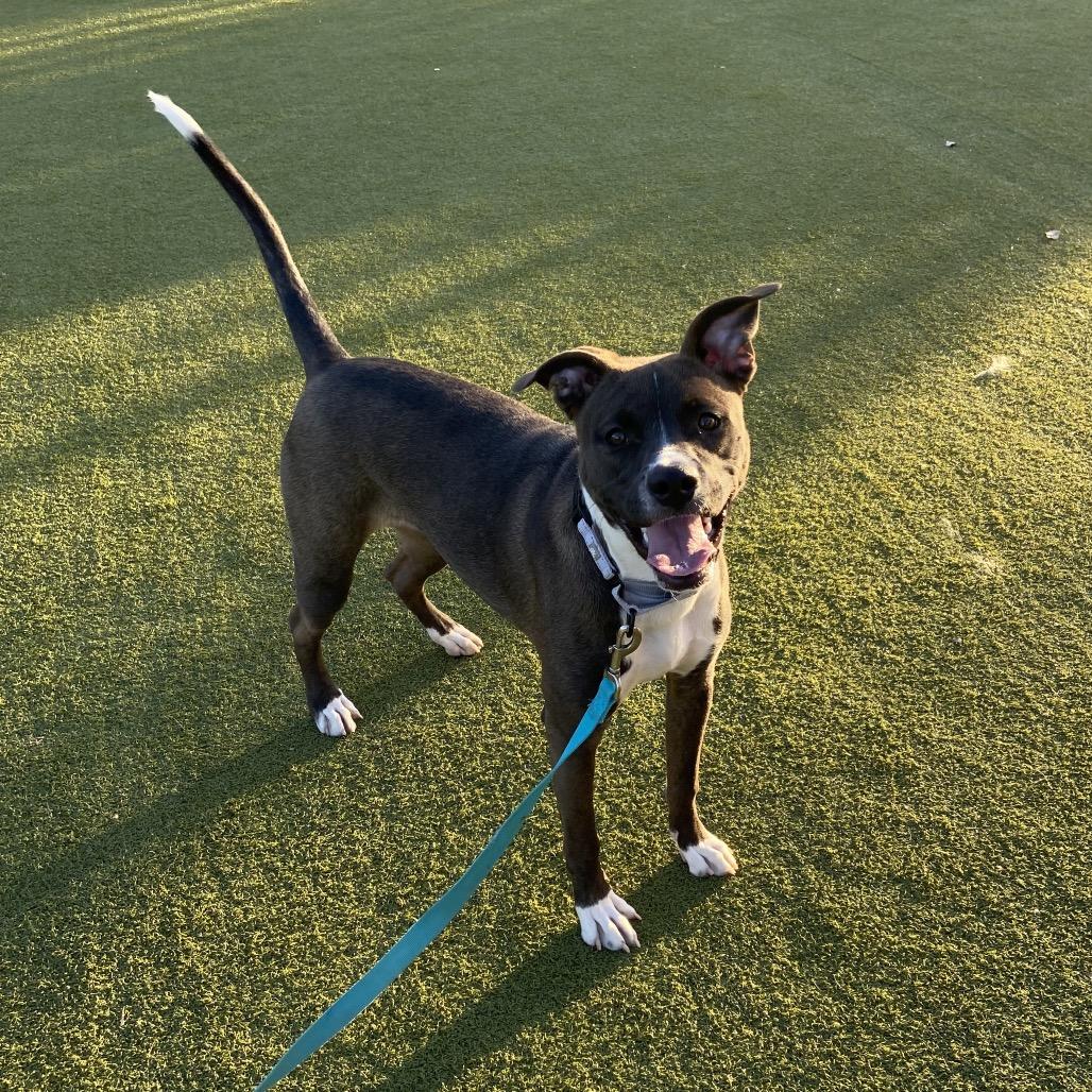 Enlarge Seren, a Adoptable Cattle Dog in Albuquerque, NM image 3/5