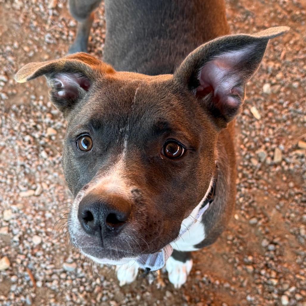 Enlarge Seren, a Adoptable Cattle Dog in Albuquerque, NM image 5/5