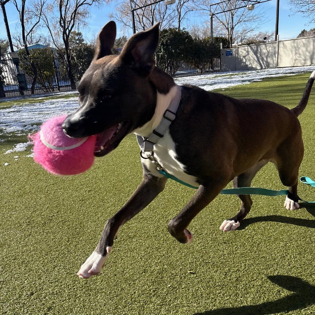 Enlarge Serena, a Adoptable Cattle Dog in Albuquerque, NM image 6/6