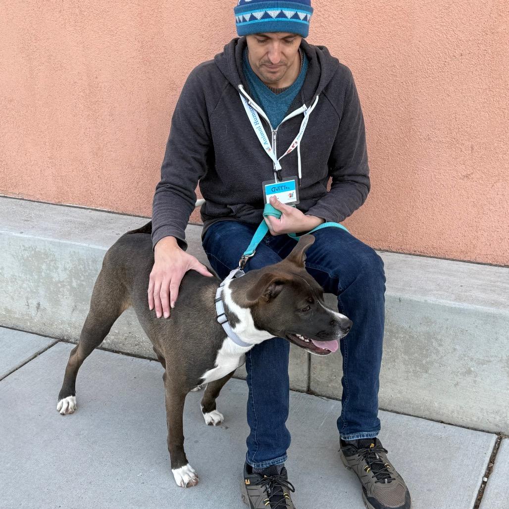 Enlarge Serena, a Adoptable Cattle Dog in Albuquerque, NM image 6/6