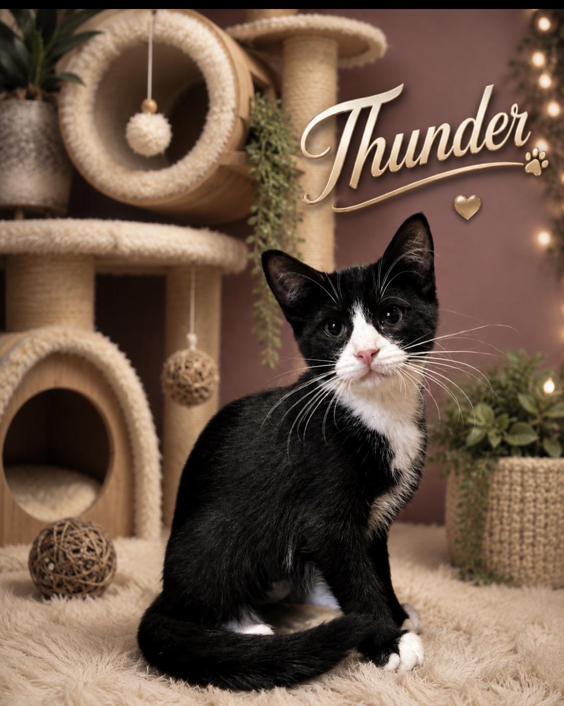 Thunder, a ADOPTABLE Domestic Short Hair in West Pittston, PA image 3/5