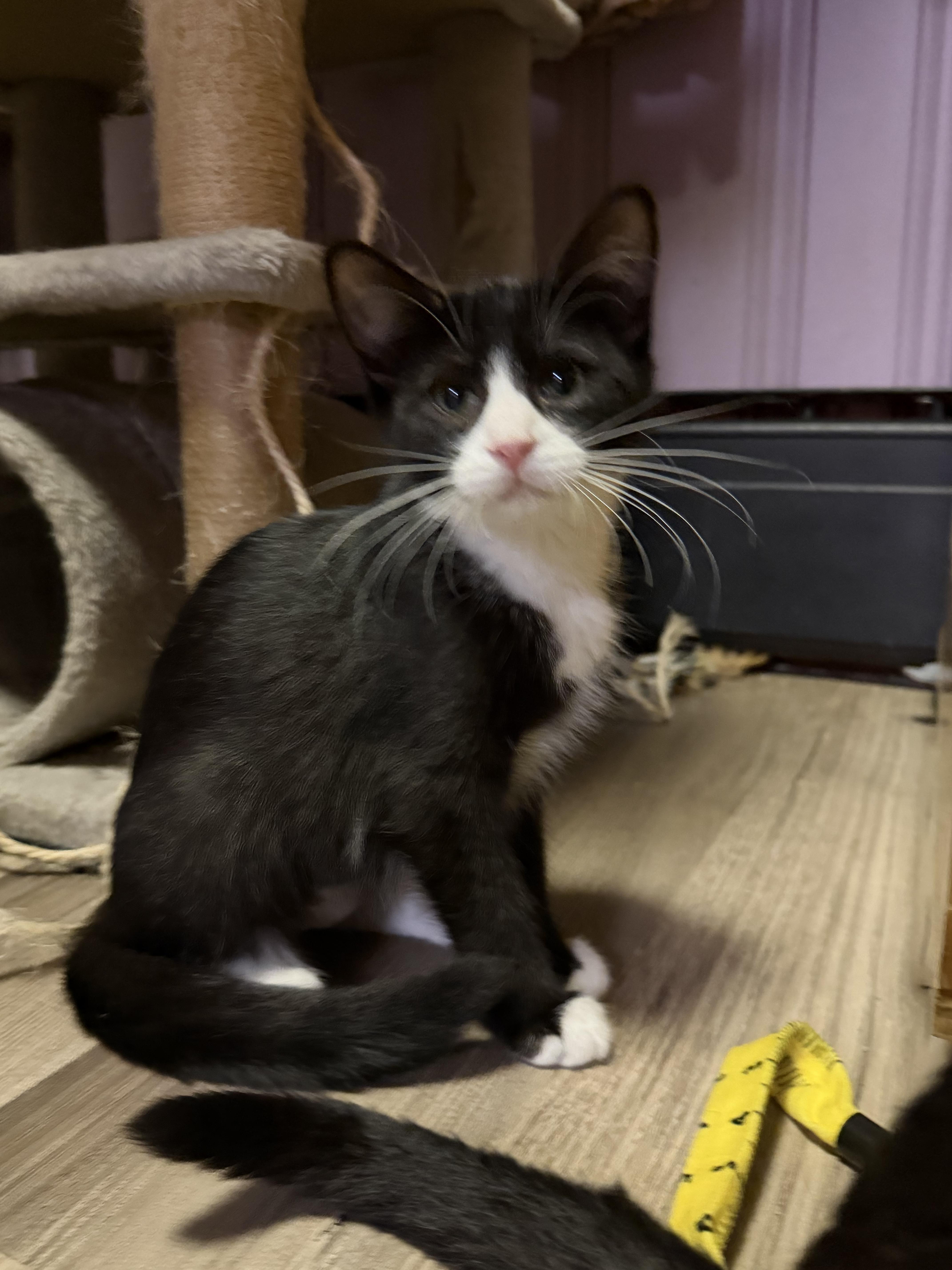 Thunder, a ADOPTABLE Domestic Short Hair in West Pittston, PA image 5/5