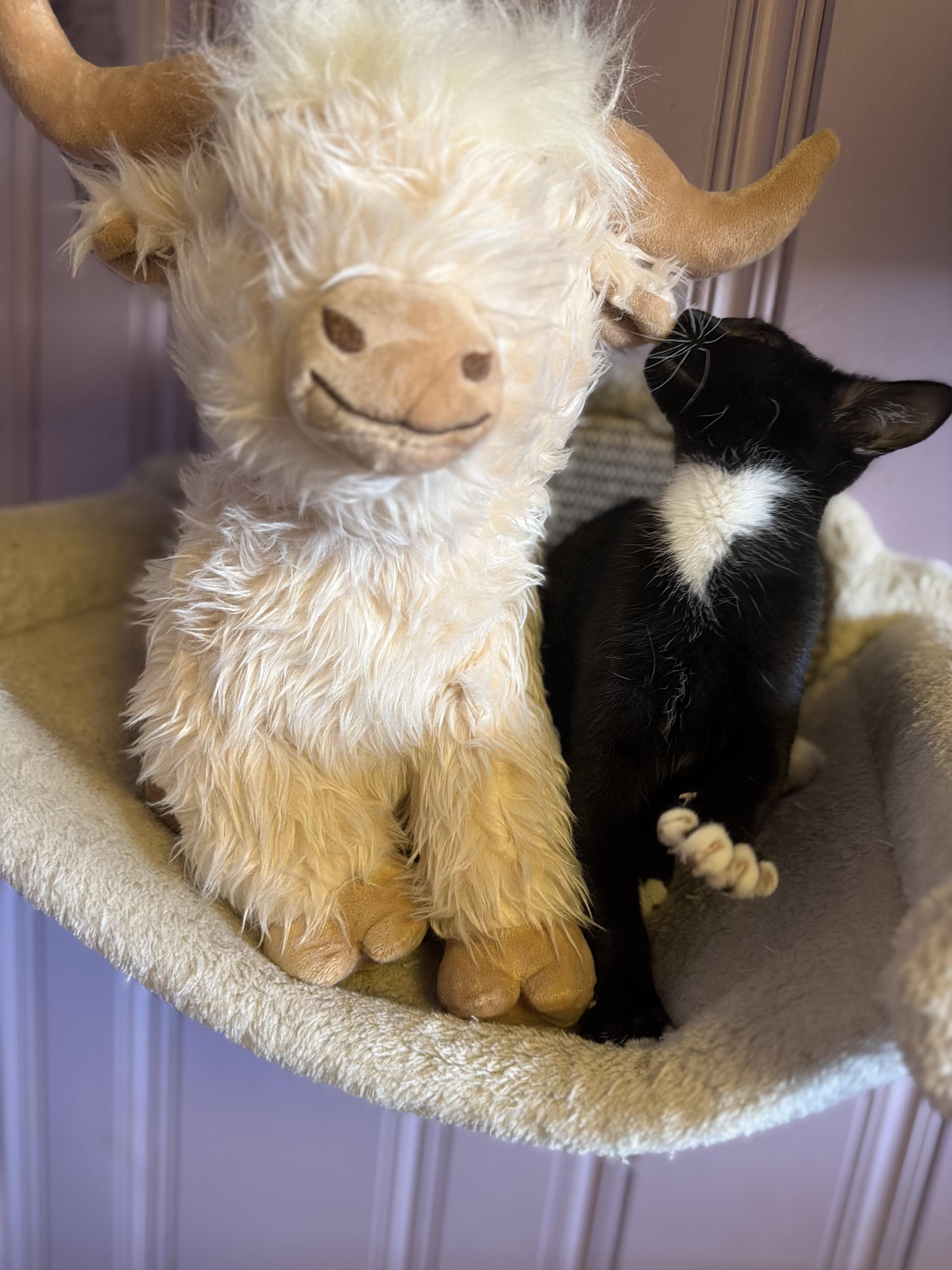 Thunder, ADOPTABLE, Kitten Female Domestic Short Hair.