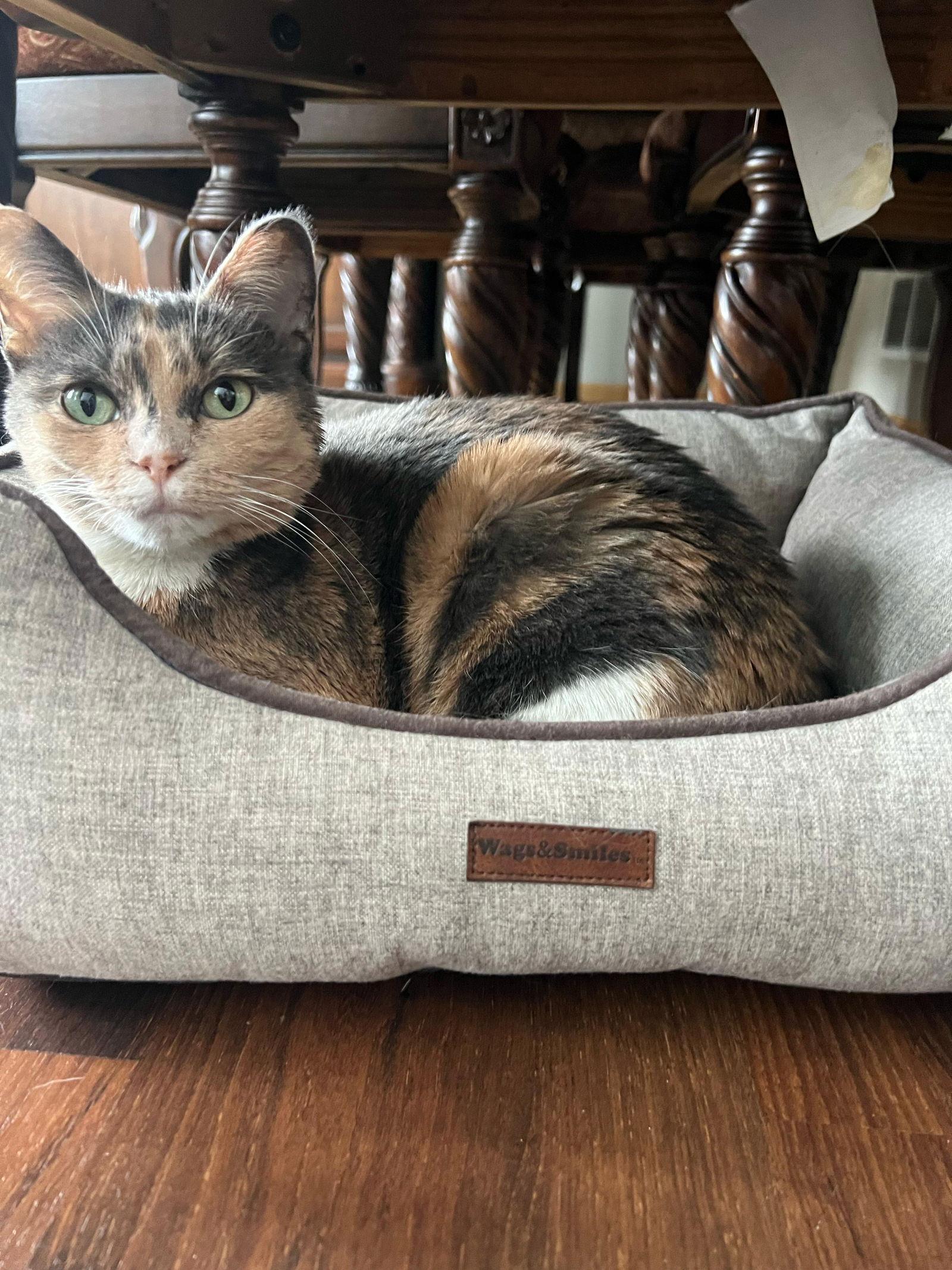 Marie, Adoptable, Young Female Domestic Short Hair.