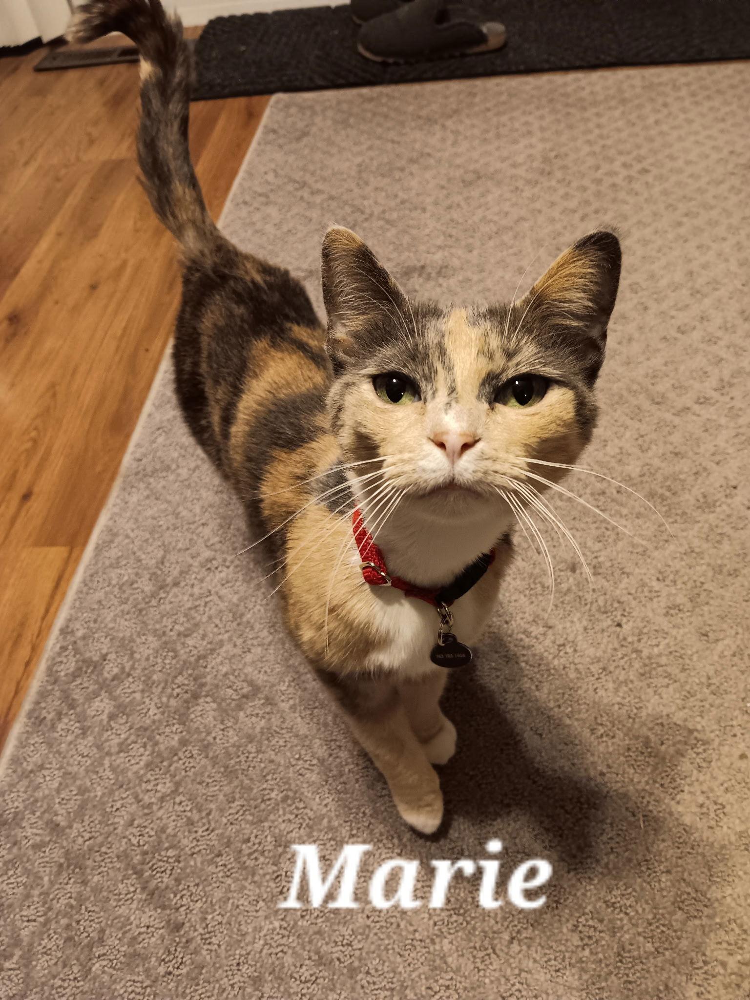 Marie, a Adoptable Domestic Short Hair in Minneapolis, MN image 3/3