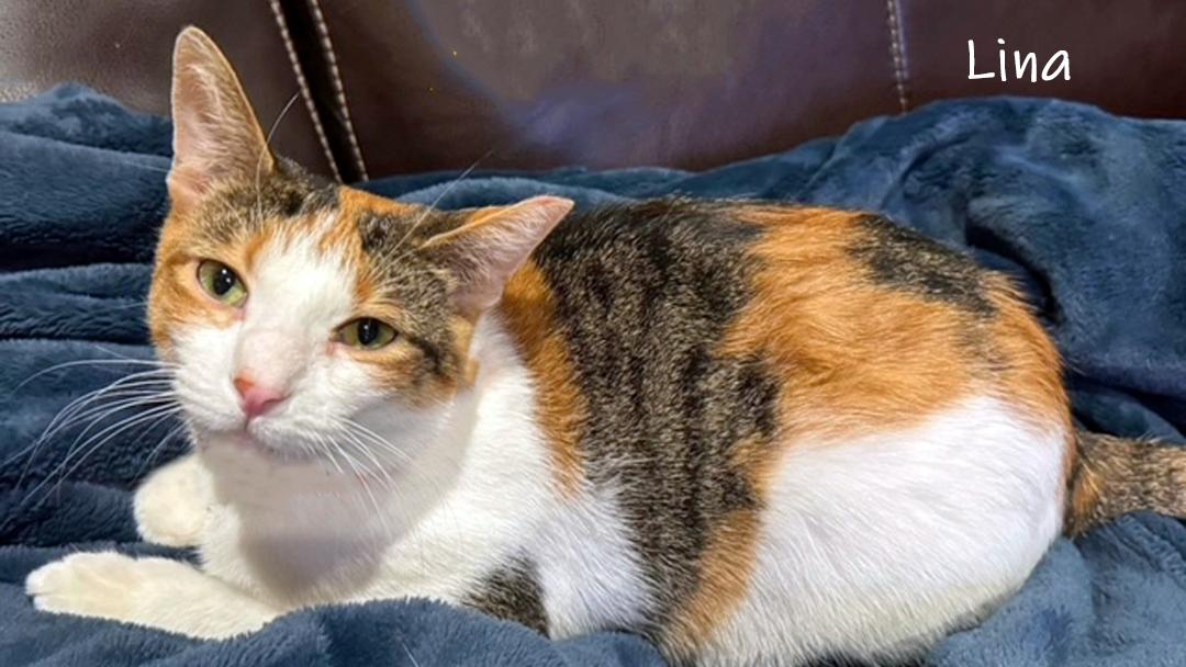 Enlarge Lina, a Adoptable Domestic Short Hair in Chicago, IL image 1/1