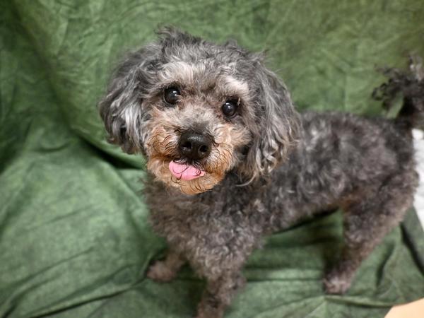 Enlarge Stealth, a Adoptable mixed breed in Portland, OR image 1/1