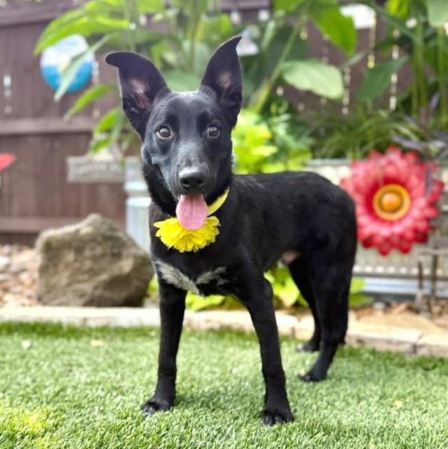 Enlarge Moose, a Adoptable mixed breed in Springfield, MA image 5/5