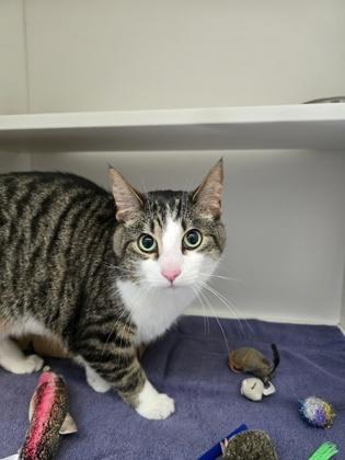Harry, Adoptable, Adult Male Domestic Short Hair.
