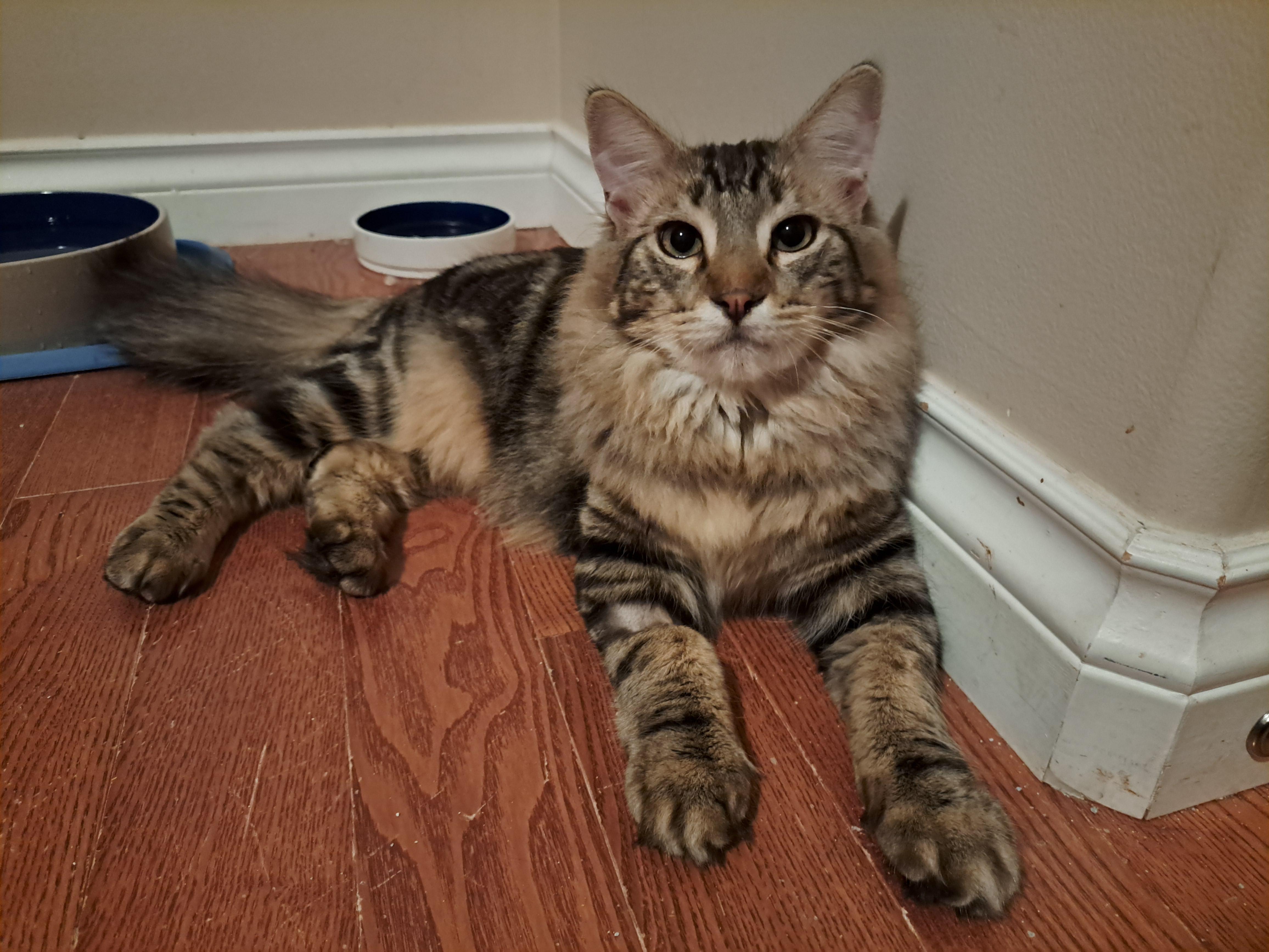 Kaiser (Bonded to Queenie), Adoptable, Young Male Maine Coon & Domestic Medium Hair.