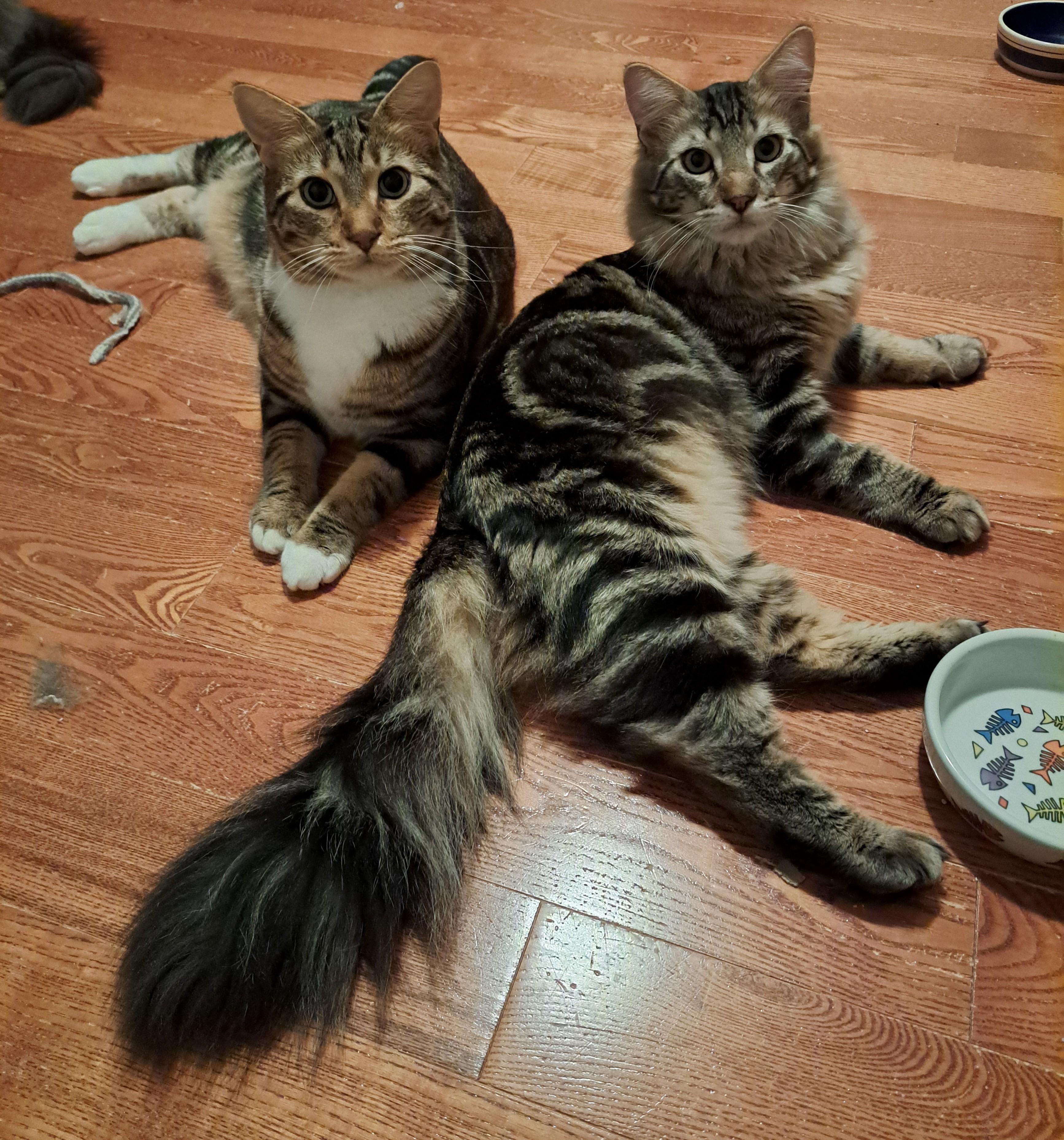 Enlarge Kaiser (Bonded to Queenie), a Adoptable mixed breed in Saanichton, BC image 4/4