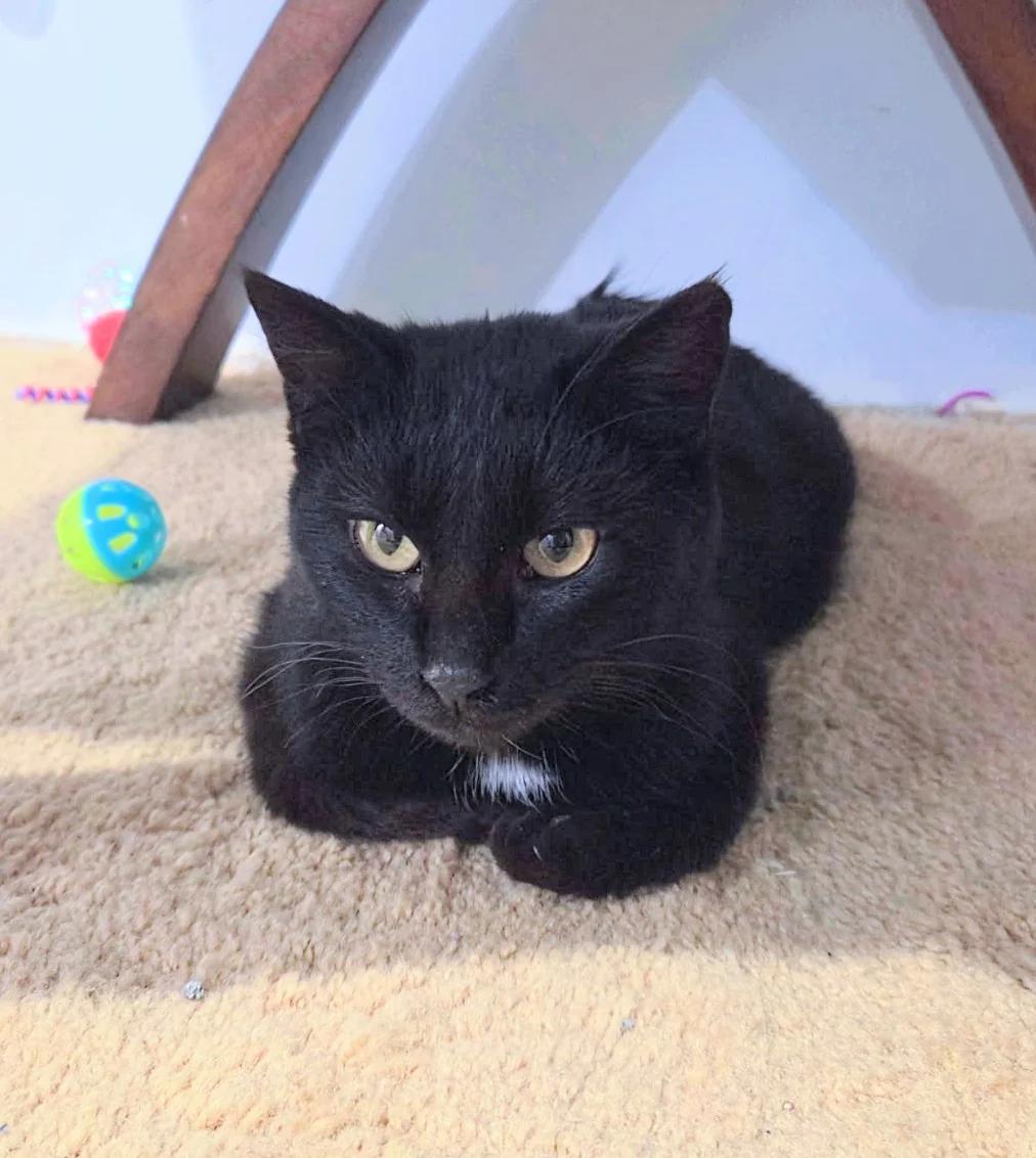 Enlarge Rosie, a ADOPTABLE Domestic Short Hair in Waverly, IA image 1/1